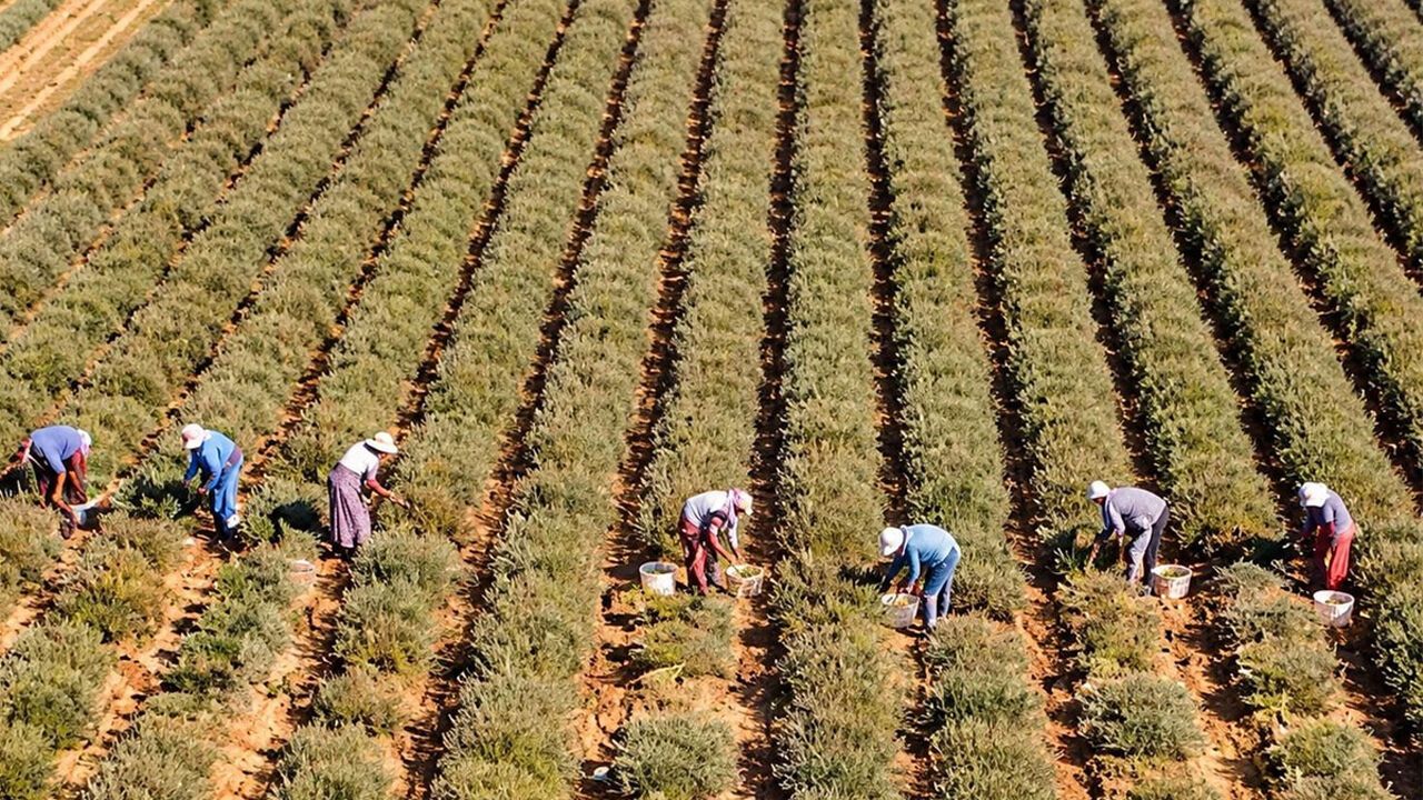 Hem meyvesi hem çiçeği para ediyor: Eken bir senede evini arabasını alıyor