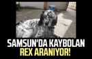 Samsun'da kaybolan REX aranıyor!
