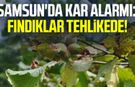 Samsun'da kar alarmı: Fındıklar tehlikede!