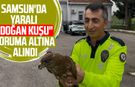 Samsun'da yaralı "Doğan kuşu" koruma altına alındı