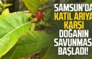 Samsun'da katil arıya karşı doğanın savunması başladı!