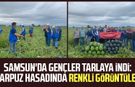 Samsun'da gençler tarlaya indi: Karpuz hasadında renkli görüntüler