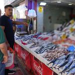 Samsun'da ilk ağlar doldu! Tezgahlarda palamut sürprizi