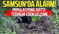 Samsun'da alarm! Popülasyonu arttı: Tedirgin eden gelişme