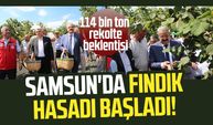 Samsun'da fındık hasadı başladı! 114 bin ton rekolte beklentisi