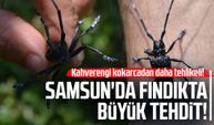 Kahverengi kokarcadan da tehlikeli! Samsun'da fındık için yeni tehdit