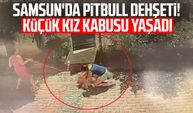 Samsun'da pitbull dehşeti! Küçük kız kabusu yaşadı