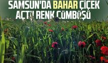 Samsun'da bahar çiçek açtı! Renk cümbüşü