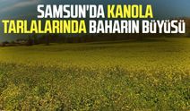 Samsun'da kanola tarlalarında baharın büyüsü