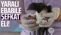 Samsun'da yaralı ebabile şefkat eli
