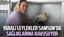 Yaralı leylekler Samsun’da sağlıklarına kavuşuyor