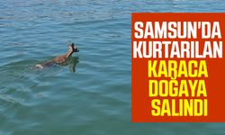 Samsun'da denizden kurtarılan karaca doğaya salındı