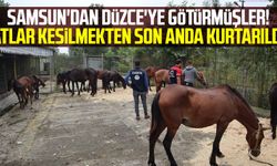Samsun'dan Düzce'ye götürmüşler! Atlar kesilmekten son anda kurtarıldı