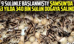9 Sülünle Başlanmıştı! Samsun'da 53 Yılda 340 Bin Sülün Doğaya Salındı