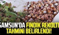 Samsun'da 2022 fındık rekolte tahmini belirlendi!