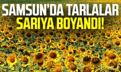 Samsun'da ayçiçeği tarlaları hasat için gün sayıyor