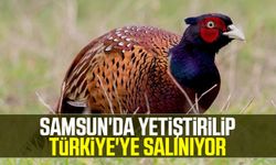 Samsun'da yetiştirilip Türkiye'ye salınıyor