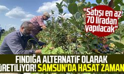 Samsun haber | Fındığa alternatif olarak üretiliyor! Samsun'da hasat zamanı