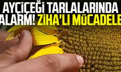 Samsun'da ayçiçeği tarlalarında alarm! ZİHA'lı mücadele