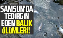 Samsun'da tedirgin eden balık ölümleri!