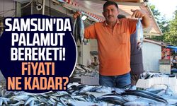 Samsun'da palamut bereketi! Fiyatı ne kadar?