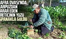 Bafra Ovası'nda karpuzdan zarar eden üreticinin yüzü ıspanakla güldü