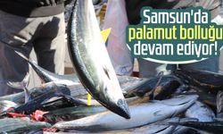 Samsun'da palamut bolluğu devam ediyor!