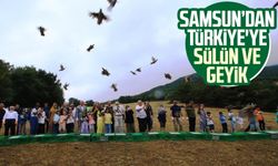 Samsun'da yetiştirilen sülün ve geyikler doğaya salınıyor!