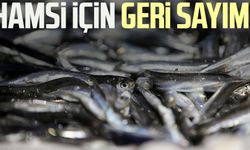 Karadeniz'de hamsi için geri sayım!