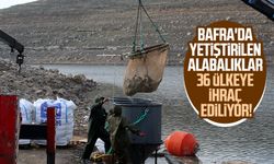 Bafra'da yetiştirilen alabalıklar 36 ülkeye ihraç ediliyor!