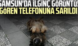 Samsun'da ilginç görüntü! Gören telefonuna sarıldı