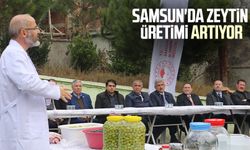 Samsun'da zeytin üretimi artıyor