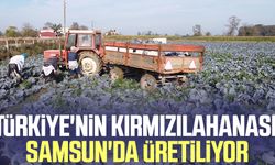 Türkiye'nin kırmızılahanası Samsun'da üretiliyor
