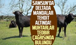 Samsun'da deltada mandalar tehdit altında! Muhtarlar tedbir çağrısında bulundu