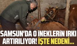 Samsun'da o inekler artırılıyor! İşte nedeni...