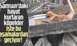 Samsun'daki hayat kurtaran köpekler işte bu aşamalardan geçiyor!