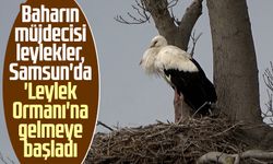 Baharın müjdecisi leylekler, Samsun'da 'Leylek Ormanı'na gelmeye başladı