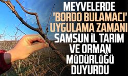 Meyvelerde 'bordo bulamacı' uygulama zamanı! Samsun İl Tarım ve Orman Müdürlüğü duyurdu