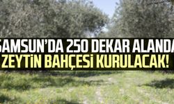 Samsun’da 250 dekar alanda zeytin bahçesi kurulacak!