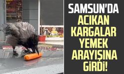 Samsun'da acıkan kargalar yemek arayışına girdi!