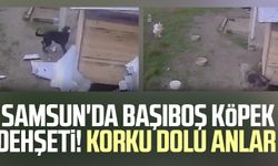 Samsun'da başıboş köpek dehşeti! Korku dolu anlar