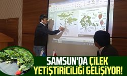 Samsun'da çilek yetiştiriciliği gelişiyor!