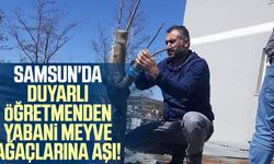 Samsun'da duyarlı öğretmenden yabani meyve ağaçlarına aşı!