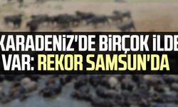 Karadeniz'de birçok ilde var: Rekor Samsun'da 