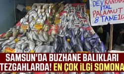 Samsun'da buzhane balıkları tezgahlarda! En çok ilgi somona