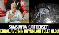 Samsun'da kurt dehşeti! Erdal Avcı‘nın koyunları telef oldu