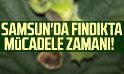 Samsun'da fındıkta mücadele zamanı!