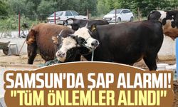 Samsun'da şap alarmı! "Tüm önlemler alındı"