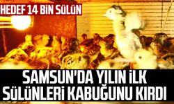 Samsun'da yılın ilk sülünleri kabuğunu kırdı: Hedef 14 bin sülün