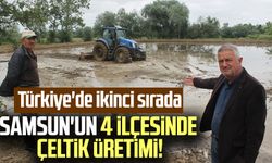 Samsun'un 4 ilçesinde çeltik üretimi! Türkiye'de ikinci sırada